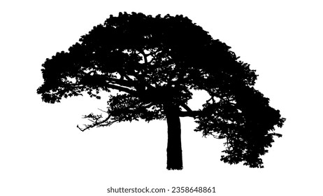 Tree silhouette on white background