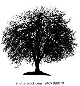 Tree silhouette on a white background. Vector illustration of a tree.