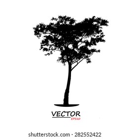 tree silhouette on white background