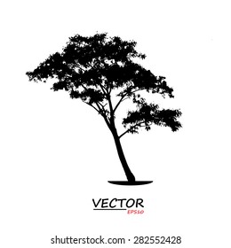 tree silhouette on white background