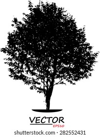 tree silhouette on white background