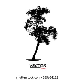 tree silhouette on white background