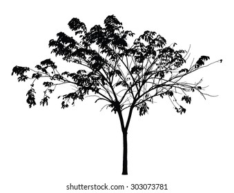 Tree silhouette on white background : vector