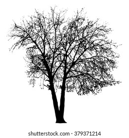 Tree silhouette on white background