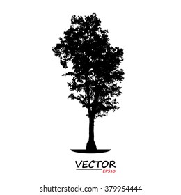 tree silhouette on white background