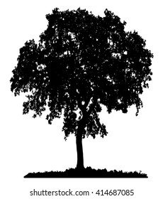 Tree silhouette on white background. 