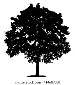 Tree silhouette on white background. 