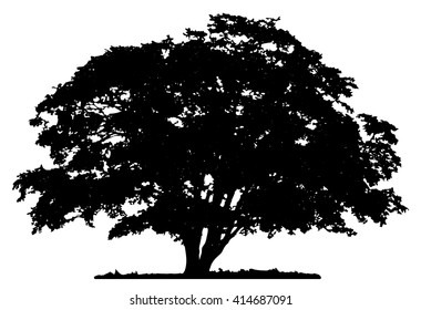 oak tree outline image