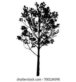 tree silhouette on white background