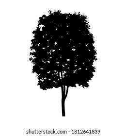 Tree silhouette vector. Isolated tree on white background.