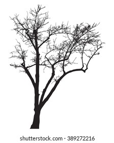 Tree silhouette, without leaves, black isolated on white background, vector illustration. 