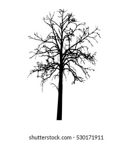 Tree silhouette. Tree without leaves isolated on white background. Vector black icon.