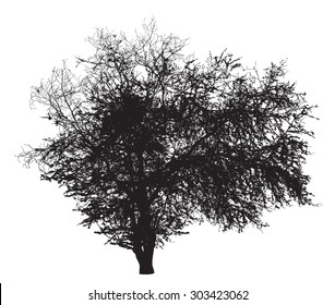 2,994 Ziziphus Tree Images, Stock Photos, 3D objects, & Vectors ...