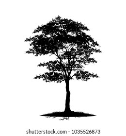 tree silhouettes on white background. Vector illustration.