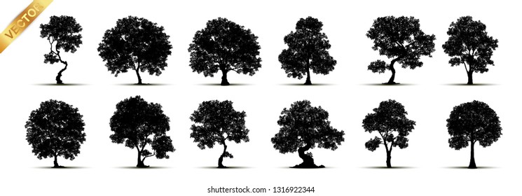 tree silhouettes on white background. Vector illustration.