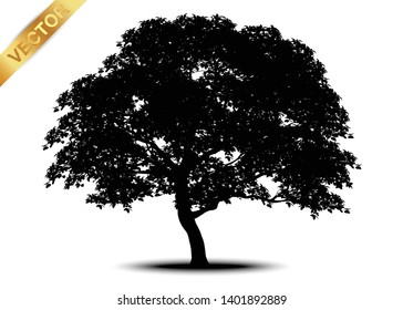 tree silhouettes on white background. Vector illustration.