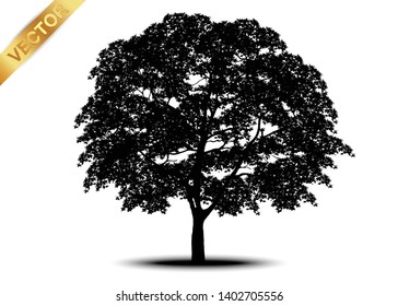 tree silhouettes on white background. Vector illustration.
