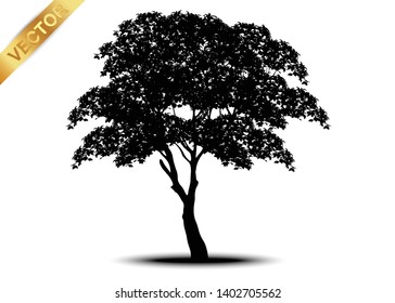 tree silhouettes on white background. Vector illustration.