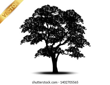 tree silhouettes on white background. Vector illustration.