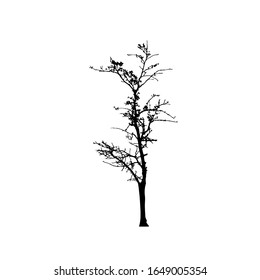 Tree silhouettes on white background. Vector illustration design.