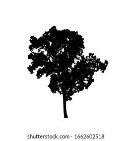 Tree silhouettes on white background. Vector illustration design.