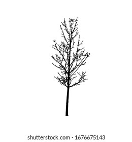 Tree silhouettes on white background. Vector illustration design.