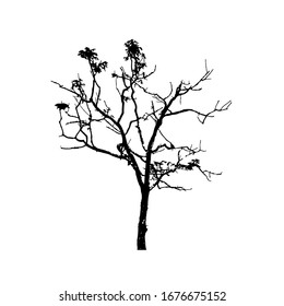 Tree silhouettes on white background. Vector illustration design.