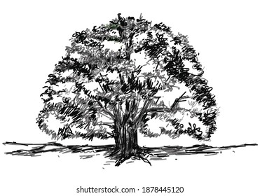 tree silhouettes on white background. Vector illustration.