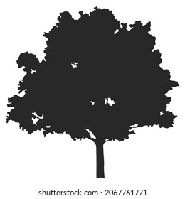 Tree silhouettes on white background. Vector illustration.