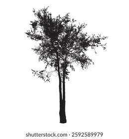 Tree silhouettes on white background. Vector illustration design.

