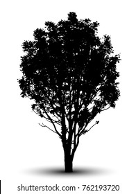 tree silhouettes on white background. Vector illustration.
