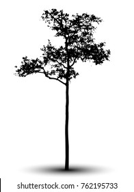 tree silhouettes on white background.