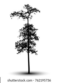 tree silhouettes on white background.