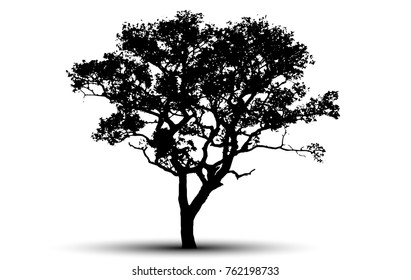 tree silhouettes on white background. Vector illustration.