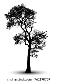 tree silhouettes on white background. Vector illustration.