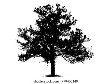 tree silhouettes on white background. Vector illustration.