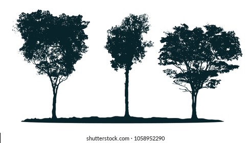 Tree silhouettes - pau brasil tree, rosewood tree, acacia. Set of different south trees. 