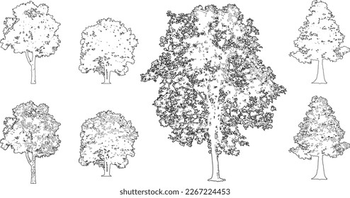 Tree silhouettes - red maple ,sugar maple, oak, poplar, green oak, birch