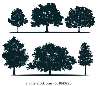 Tree silhouettes - red maple ,sugar maple, oak, poplar, green oak, birch