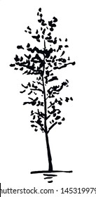 Tree. Single, hand drawn black tree, isolated on white background. Simple doodle vector illustration.