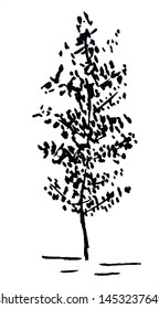 Tree. Single, hand drawn black tree, isolated on white background. Sketch style vector illustration.