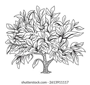 Tree sketch. Deciduous tree. Vegetation. Hand drawn vector illustration with black outline. Sketch in ink illustration landscape