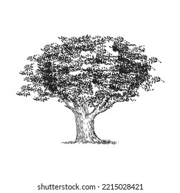 Tree sketch hand drawn silhouette black and white vector illustration.