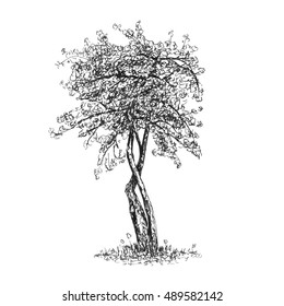 Tree sketch illustration