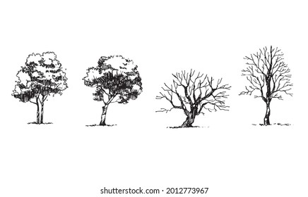 tree sketch isolation vector Sketch Architecture presentation Tree Drawing ing hand draw
