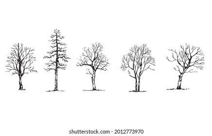 Tree Sketch Isolation Vector Sketch Architecture Presentation Tree Drawing Ing Hand Draw