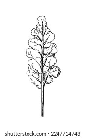 Tree sketch, linear black and white vector illustration.