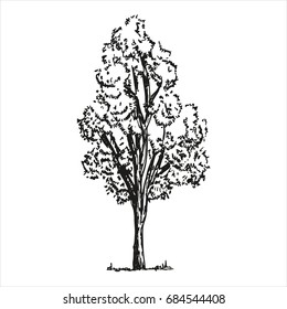 Tree sketch on white background. vector illustration. Hand-drawing isolated