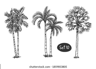 Tree Sketch Set of doodle hand drawn architect trees. Sketch Architectural illustration landscape Palm coconut