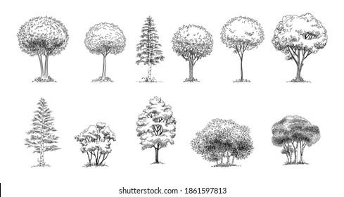 Tree Sketch : Set of hand drawn architect trees. Sketch Architectural illustration landscape.